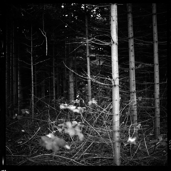 Kiev 60 | Flektogon 4/50mm | Ilford FP4 Plus | ISO 125/21° | 120 Rollfilm Yashica Mat 124G