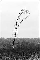 Olympus OM-2 | Zuiko 50mm | Kodak T-MAX 400 | ISO 400/27°